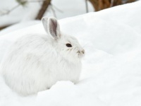 雪玉じゃないよ、雪見大福でもないよ。雪と同化するホッキョクウサギのまんまるな姿