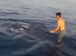 「動物虐待だ！」　度を超してジンベエザメと戯れている男性に非難殺到