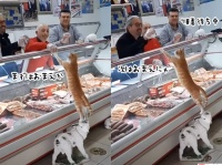 一方トルコでは、肉屋の店員が猫に肉をあげたくて順番待ち