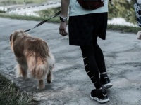 「保護犬を引き取ったら、思いのほか大きく成長。マンションの管理会社に処分か退去を迫られて...」（兵庫県・性別不明60代）
