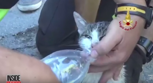 イタリア地震で救出された奇跡の猫、一方で300頭もの動物が家族と離れ離れに