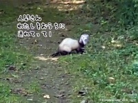 私をお家に連れてって！森の中で遭遇した謎生物はやたら人懐っこいあの動物だった