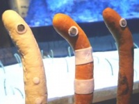 11月11日はチンアナゴの日！　すみだ水族館で記念イベント「三国チン」開催