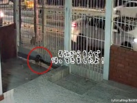 行方不明から7日後、自力で家に戻ってきた犬に家族号泣