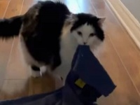 毛布を手放せない猫「どこにいくにも一緒にゃ！」と家の中を引き摺って歩く
