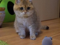 猫のホシコさん、予測不能のネズミのオモチャにおっかなびっくり