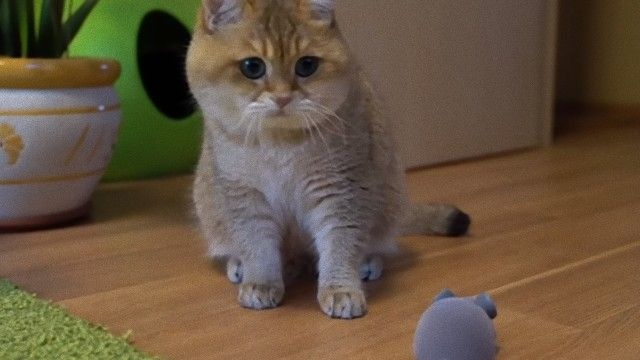 猫のホシコさん、予測不能のネズミのオモチャにおっかなびっくり