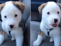 可愛い子犬「ガルルルル…！」自分のしゃっくりにビックリして怒り出す