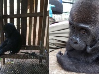 家族から引き離され、檻に閉じ込められていた幼いゴリラ（カメルーン）