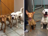 廃屋で見つかったのはガリガリになった2匹の犬!? 感動のビフォア・アフター！