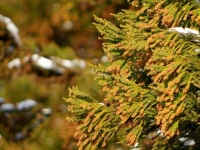 花粉の傾向を分析して対策しよう（画像はイメージ）
