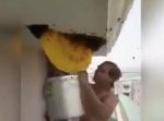 超危険！　上裸でハチの巣を除去する男！！