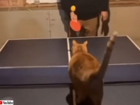 卓球する相手がいない？猫がいるじゃないか！ラリーが成立するしスマッシュも決める猫