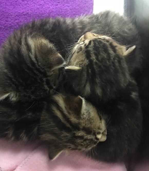 cat-2 [www.imagesplitter.net]