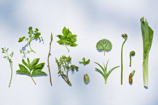 株式会社星野リゾートのプレスリリース画像