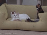 居候猫たちのためにベッドを設置「これでみんなで寛げるニャ」と好評だった模様