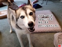 仲間の犬にパイナップルを奪われたハスキー、飼い主に陳情。取り返してあげたものの...