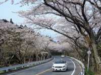 「アネスト岩田　ターンパイク箱根（旧箱根ターンパイク）」の桜（PekePONさん撮影、Wikimedia Commons