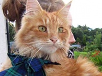 スコットランドまで会いに来てね！海沿いの街に住む1匹の猫が世界中で大人気