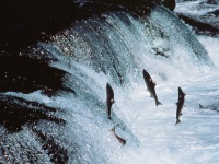 画像はイメージです（USFWS - Pacific Regionさん撮影、Flickrより）