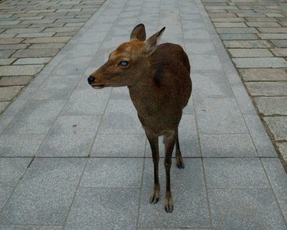 deer3_e