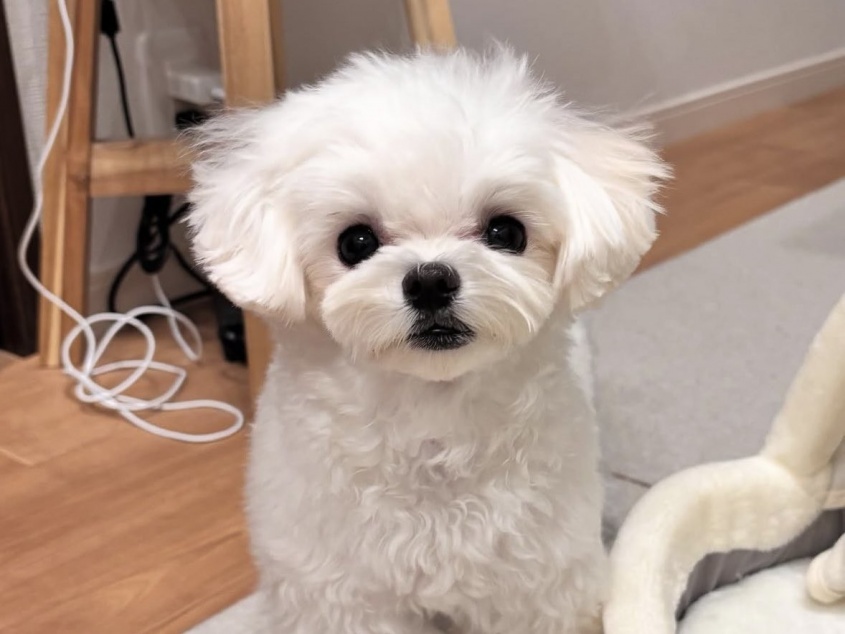 キュートな口元に注目♪ワンちゃんのたらこ唇が可愛すぎる！と話題