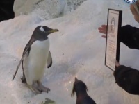 ペンギンが41歳で長寿ギネス記録を達成（デンマーク）