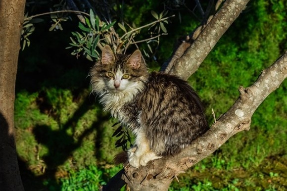 cat9_e0