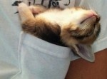 「スヤァ…」ねむるねむる動物たちに、眠くなる画像２５選