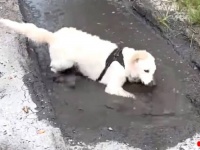 オーマイゴッド！突然泥んこ遊びを始めた愛犬に飼い主さん笑うしかなかった模様