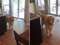 これさえなければ...飼い主に外出してほしくない犬。その根本を絶つ方法を思いついた。