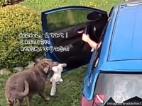 車に乗り込もうとしたところ、隣人の犬がぬいぐるみをもってやってきた。かわいすぎて帰れなくなった男性