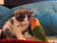 子猫がうとうとしている隙に...首輪の鈴をいじくりたおすインコ