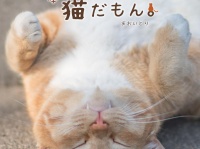 Twitterで大人気「鼻提灯猫」の写真家が、“気ままなネコ”の写真集発売