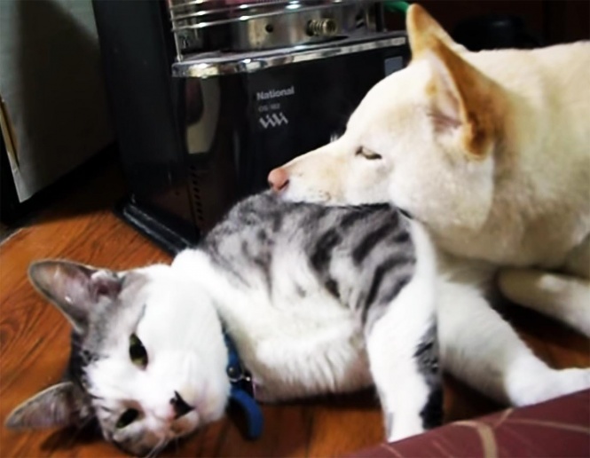 neko-inu2