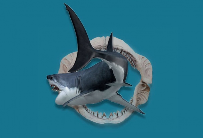 現世種からメガロドンの先祖まで！海の奥深に眠る多種多様なサメの墓場を発見