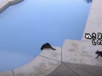 猫の悪巧み。兄弟の背後から忍び寄り・・・