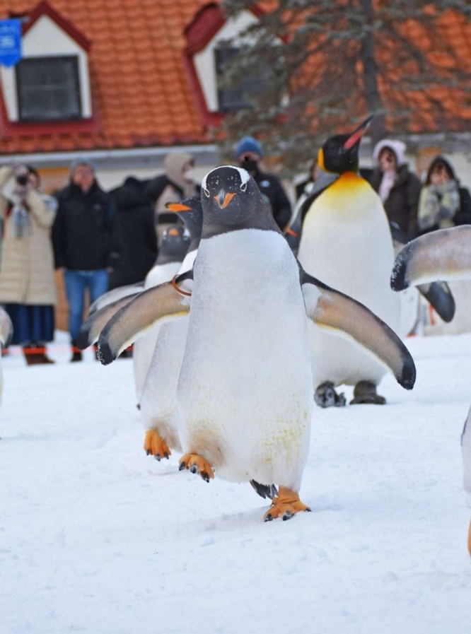 登別マリンパークニクス【公式】（＠marinepark_nixe）の投稿より、再掲
