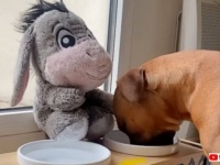愛犬「お気に入りのぬいぐるみ、誰にも渡さないんだから！」だがある日、オモチャだってシェアしたいほど大好きな親友が現れた