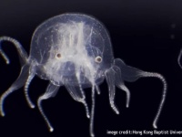 24の目を持つ猛毒クラゲの新種を香港の湿地で発見