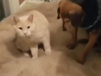 「疲れたね、ちょっとお昼寝しようか」盲目の犬をいたわる心優しい猫のベッドタイム