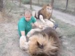 まるで猫のよう！百獣の王ライオンが仲良しの男性とじゃれ合っている姿が可愛すぎる