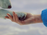 5匹の子猫をあたため続け、寒さから守りぬいた野良犬の保護物語（カナダ）