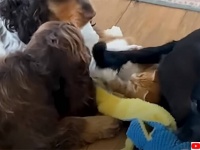 犬のお兄さんたちに育てられた子猫が完全犬化。犬かきが得意なスイマーに