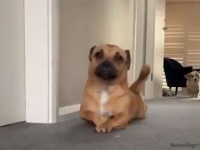 みんな違ってみんな犬！独特の行動を覚えてしまい、楽しくてしょうがないらしい