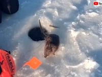 やったぜアタリが来た！さあ釣れた！と思ったらなんだかモフいやつだった。さてこの生き物の正体は？