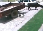 「牛ってそういうふうに盗むんだ…」と驚かされる動画が海外で話題