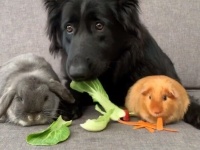 わんことウサギとモルモット、それからヒヨコにその他大勢？異種仲良し組のハッピーライフにズームイン！