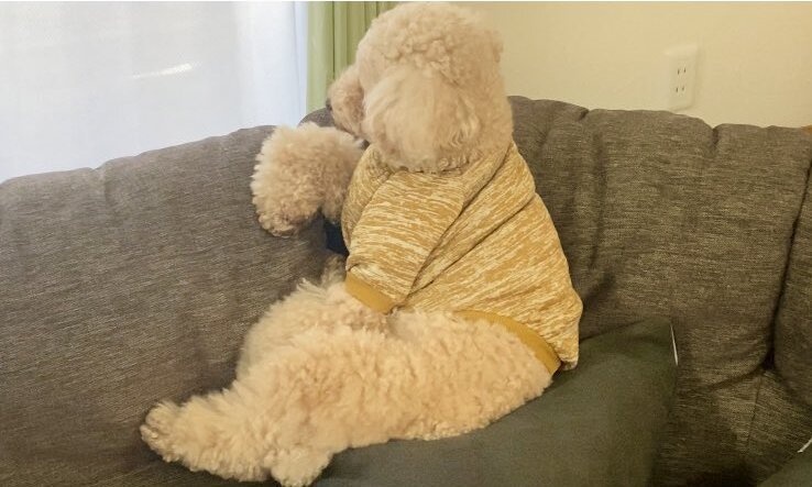 中にどなたか入ってますか...？　ソファに腰かけたそがれるトイプーさんの哀愁がすごい