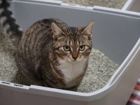 猫砂の起源。猫砂を最初に考案した男性の物語